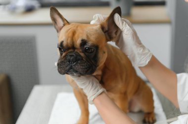 Bir veteriner bir köpeği muayene eder. Köpeğe odaklanmaya çalış. Yüksek kalite fotoğraf.