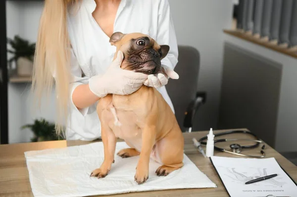medicine, pet care and people concept - close up of french bulldog dog and veterinarian doctor hand at vet clinic - Image