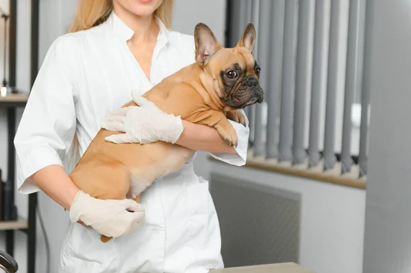 medicine, pet care and people concept - close up of french bulldog dog and veterinarian doctor hand at vet clinic - Image