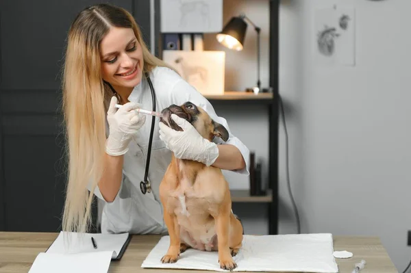 Veterinarian examining cute dog in clinic.