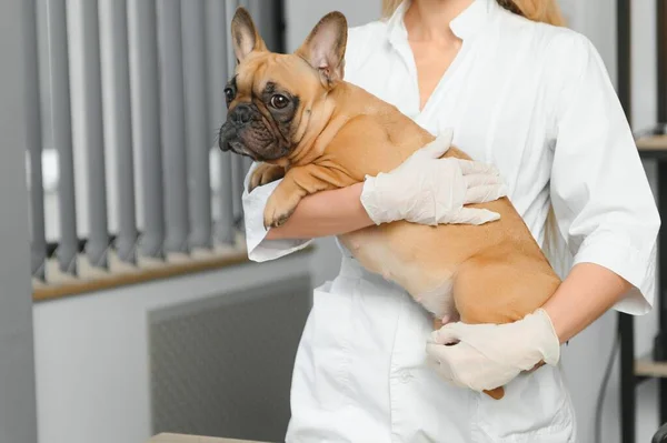 Happy veterinarian doctor hugs puppy in vet clinic. Empty space for text