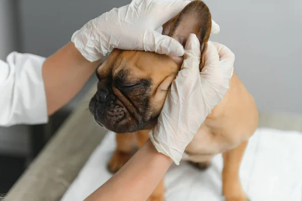 Veterinarian examining cute dog in clinic.