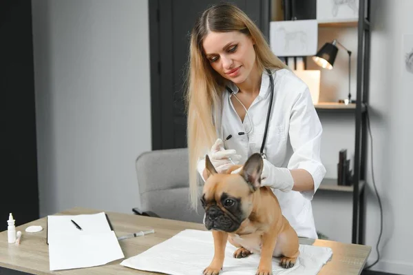 Happy veterinarian doctor with a dog at vet clinic