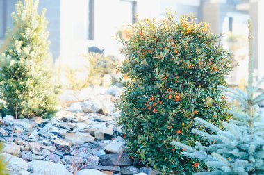 Arka bahçe Modern Tasarım Peyzaj. Bahçe düzenlemesi yaptım. Yolu olan dekoratif bir bahçe ya da taş, kaya ya da çakıl kaldırımı olan bir yol. Arka bahçe ya da Park Çimenliği Taşlı Doğal Peyzaj