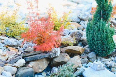 evergreen plantings in the garden center. landscaping.