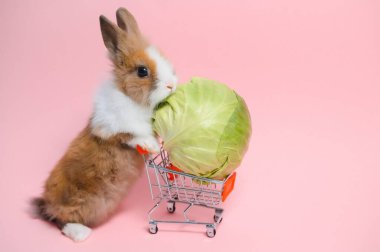 Young adorable bunny stand on collored background. Cute baby rabbit for Easter and online shopping shop for pet and vegetable