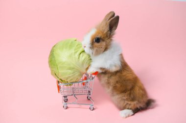 Young adorable bunny stand on collored background. Cute baby rabbit for Easter and online shopping shop for pet and vegetable