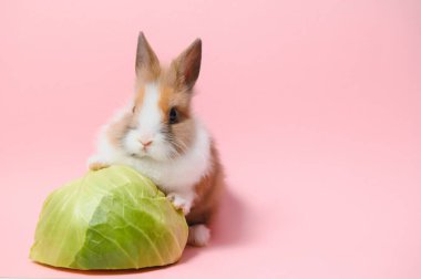 Rabbit and cabbage on a pink background