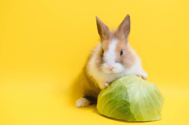 Rabbit on yellow background. Domestic animal, pet. Copyspace Spring Easter