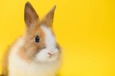 Rabbit on yellow background. Domestic animal, pet. Copyspace Spring Easter