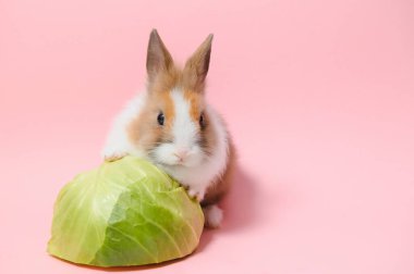 Lovely bunny easter rabbit on light pink background. beautiful lovely pets. Banner size