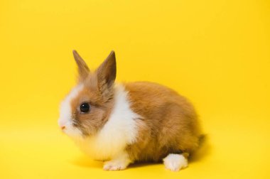 Tavşan sarı arka planda. Evcil hayvan, evcil hayvan. Copyspace İlkbahar Paskalyası