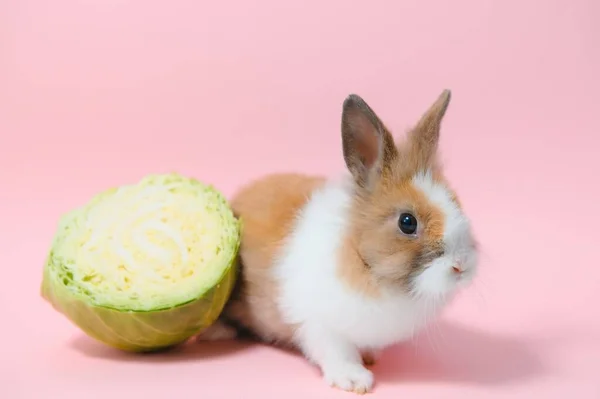 Rabbit Cabbage Pink Background —  Fotos de Stock