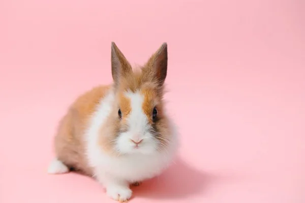 明るいピンクの背景に素敵なウサギのイースターウサギ 美しいペットだ バナーサイズ — ストック写真