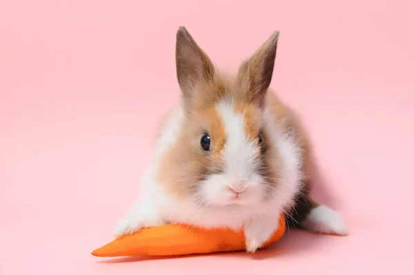 Portrait Adorable Rabbit Carrot Pink Background — стоковое фото