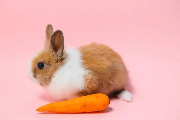 Conejo Encantador Conejo Pascua Sobre Fondo Rosa Claro Hermosas Mascotas —  Fotos de Stock