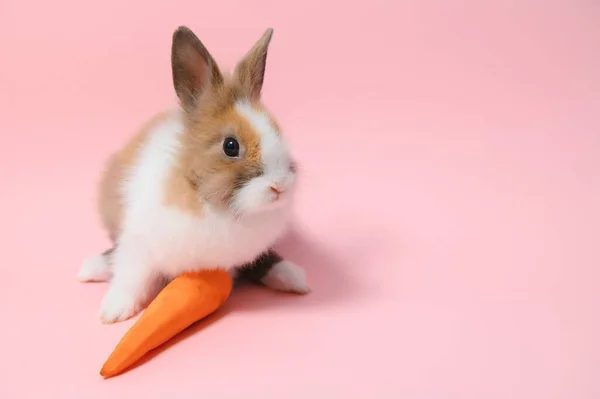 Porträt Eines Entzückenden Kaninchens Mit Karotte Auf Rosa Hintergrund — Stockfoto