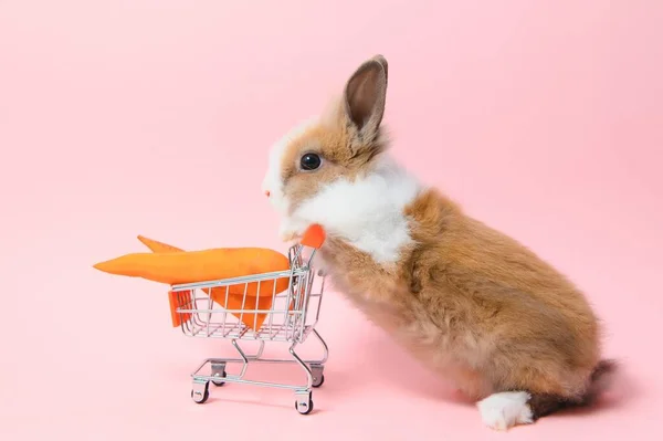 Brown Cute Baby Rabbit Standing Hold Shopping Cart Baby Carrots — стоковое фото