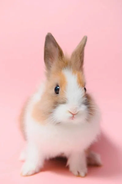 Маленький Кролик Знятий Рожевому Фоні — стокове фото
