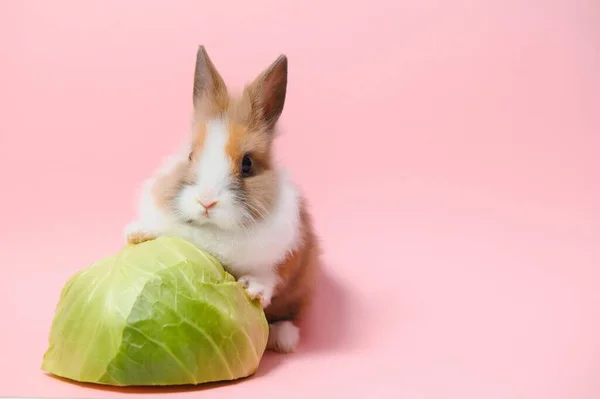Rabbit Cabbage Pink Background — Photo