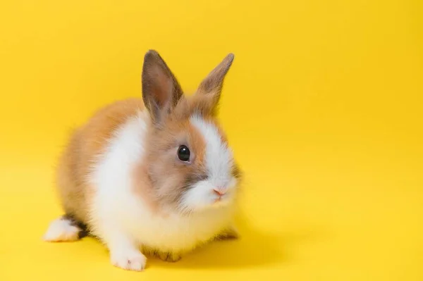 黄色の背景にかわいいウサギ イースターシンボル — ストック写真