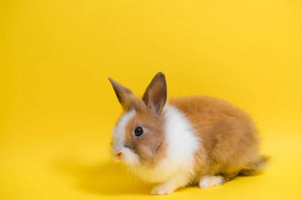 Coniglietto Carino Sfondo Giallo Simbolo Pasqua — Foto Stock