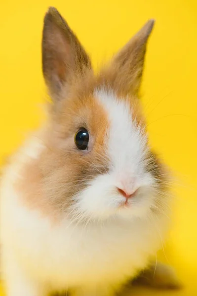 Симпатичный Кролик Желтом Фоне Пасхальный Символ — стоковое фото