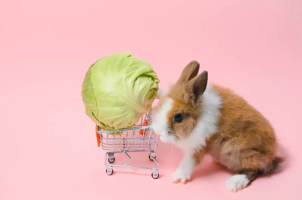 rabbit standing and hold the shopping cart on collored background. Lovely action of young rabbit as shopping