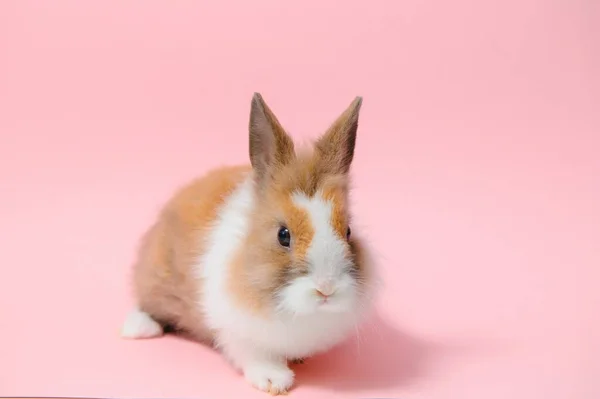 明るいピンクの背景に素敵なウサギのイースターウサギ 美しいペットだ バナーサイズ — ストック写真