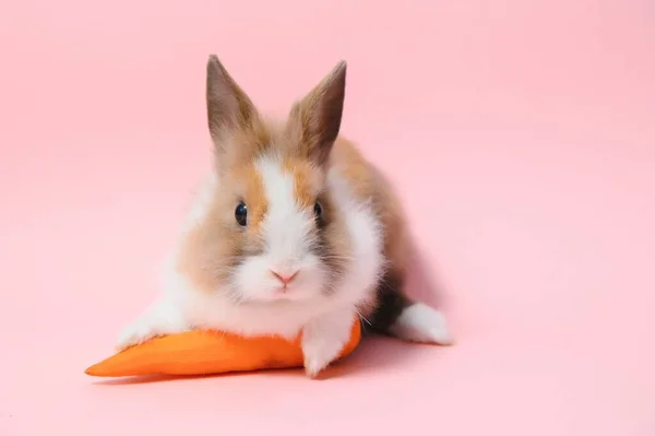 Retrato Conejo Adorable Con Zanahoria Sobre Fondo Rosa —  Fotos de Stock