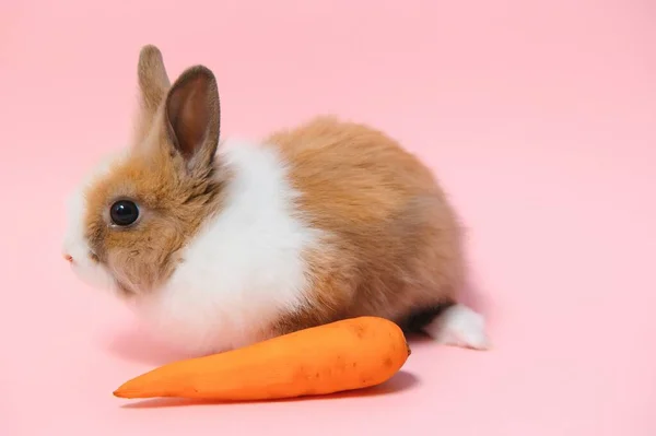 Porträt Eines Entzückenden Kaninchens Mit Karotte Auf Rosa Hintergrund — Stockfoto
