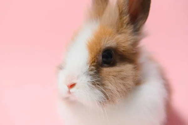 Piccolo Coniglio Girato Sfondo Rosa — Foto Stock