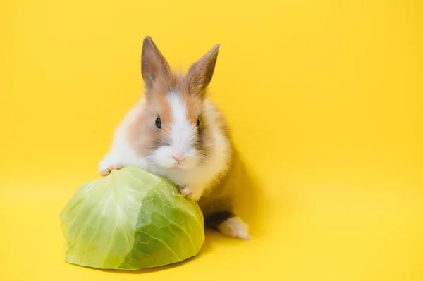 Coniglio Sfondo Giallo Animale Domestico Tesoro Copyspace Primavera Pasqua — Foto Stock