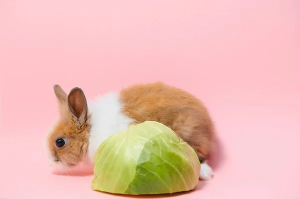 Piccolo Coniglio Girato Sfondo Rosa — Foto Stock