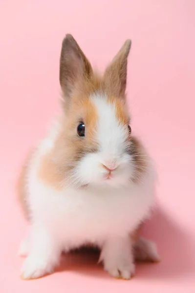 Прекрасный Кролик Пасхальный Светло Розовом Фоне Красивые Милые Питы Размер — стоковое фото