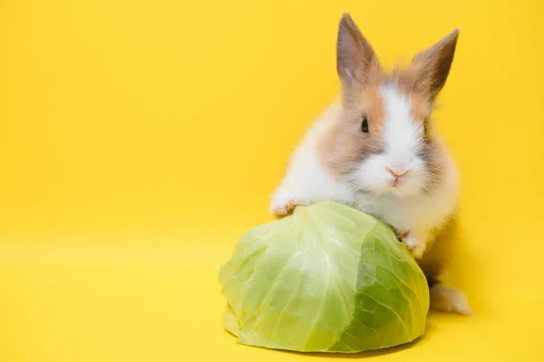 Coniglietto Carino Sfondo Giallo Simbolo Pasqua — Foto Stock
