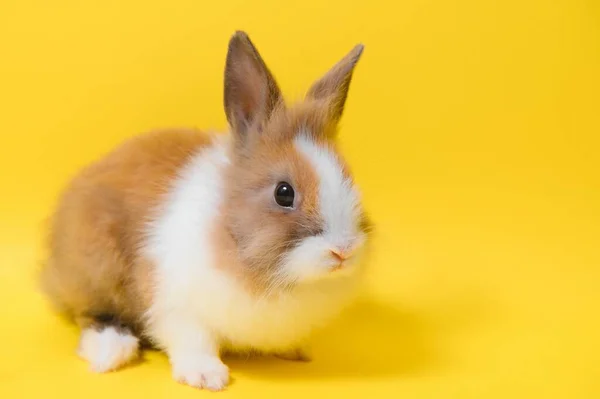 Кролик Желтом Фоне Домашнее Животное Детка Весенняя Пасха — стоковое фото