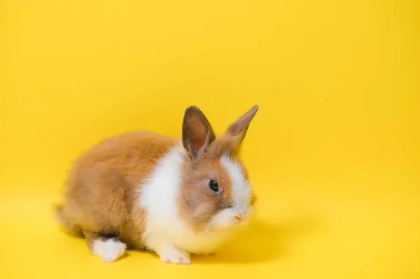 Conejo Sobre Fondo Amarillo Animal Doméstico Mascota Copyspace Primavera Pascua —  Fotos de Stock