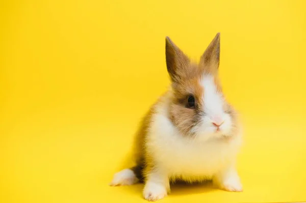 Rabbit Yellow Background Domestic Animal Pet Copyspace Spring Easter — Foto Stock