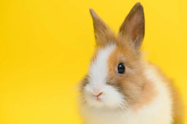 Rabbit Yellow Background Domestic Animal Pet Copyspace Spring Easter — Foto Stock