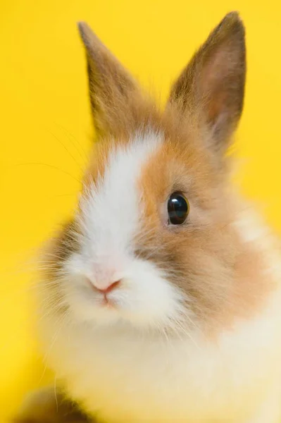 Rabbit Yellow Background Domestic Animal Pet Copyspace Spring Easter —  Fotos de Stock