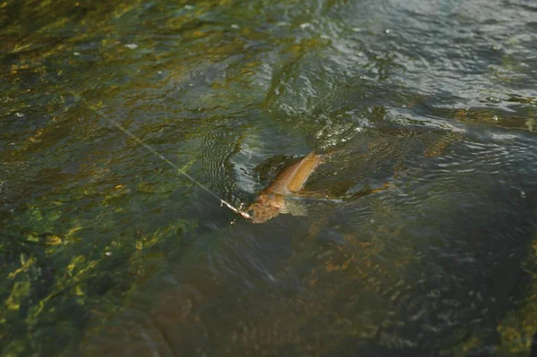 물에서 낚시를 물고기 — 스톡 사진