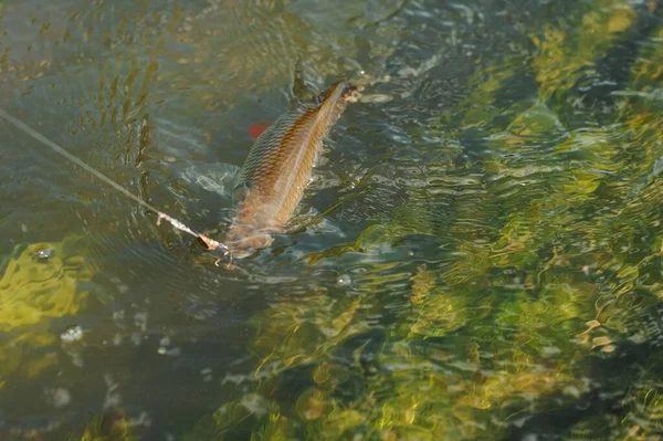 Fifman Fish Hook Water — стоковое фото
