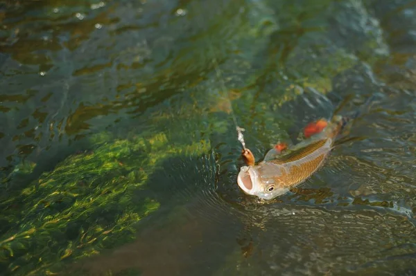 Рибалка Риба Гачку Воді — стокове фото