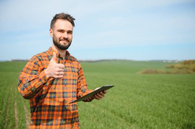 Bir çiftçi olarak tarlada ekose gömlek ve kot giymiş, buğday, arpa, çavdar ya da diğer mısır gevreklerinden oluşan taze lahanaları denetliyor ve denetliyor, bir tarım ve tarım kavramı..