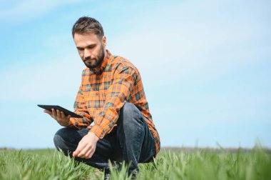 Genç bir çiftçi tarladaki buğday filizlerinin kalitesini kontrol eder. Tarım kavramı.
