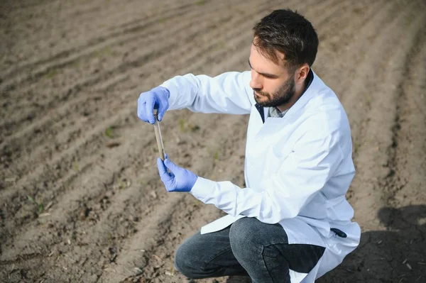 Profesyonel cam taşıyıcısı olan laboratuvar çalışanı tarladaki hasattan sonra kara toprağı test ediyor..