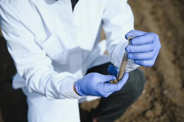 Soil Testing. Agronomy Specialist taking soil sample for fertility analysis. Hands in gloves close up. Environmental protection, organic soil certification, field work, research