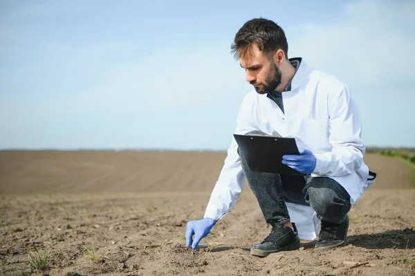 Agronomist studying samples of soil in field.