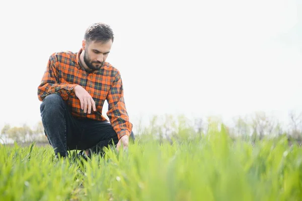 stock image A young farmer inspects the quality of wheat sprouts in the field. The concept of agriculture.